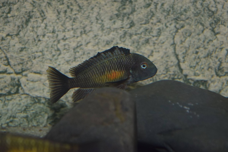 Tropheus moorii 'Kalambo Lodge' Kushangaza